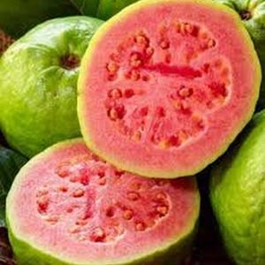 Orgnaic Large Pink Guava Tree | Tropical Fruit Plant in 1 Gallon Pot