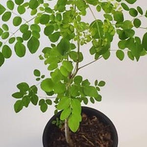 May include: A small potted plant with bright green leaves. The leaves are oval-shaped and arranged along thin branches. The plant is in a black pot filled with soil, set against a plain white background.