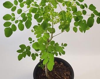 Orangic Dwarf Moringa Plant -Live Superfoof Tree in 4 Inch Pot - Easy to Grow
