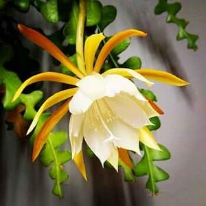 May include: A close-up of a white and yellow flower with long, slender petals. The flower has a creamy white center and is surrounded by vibrant yellow and orange petals. Green leaves are visible in the background.