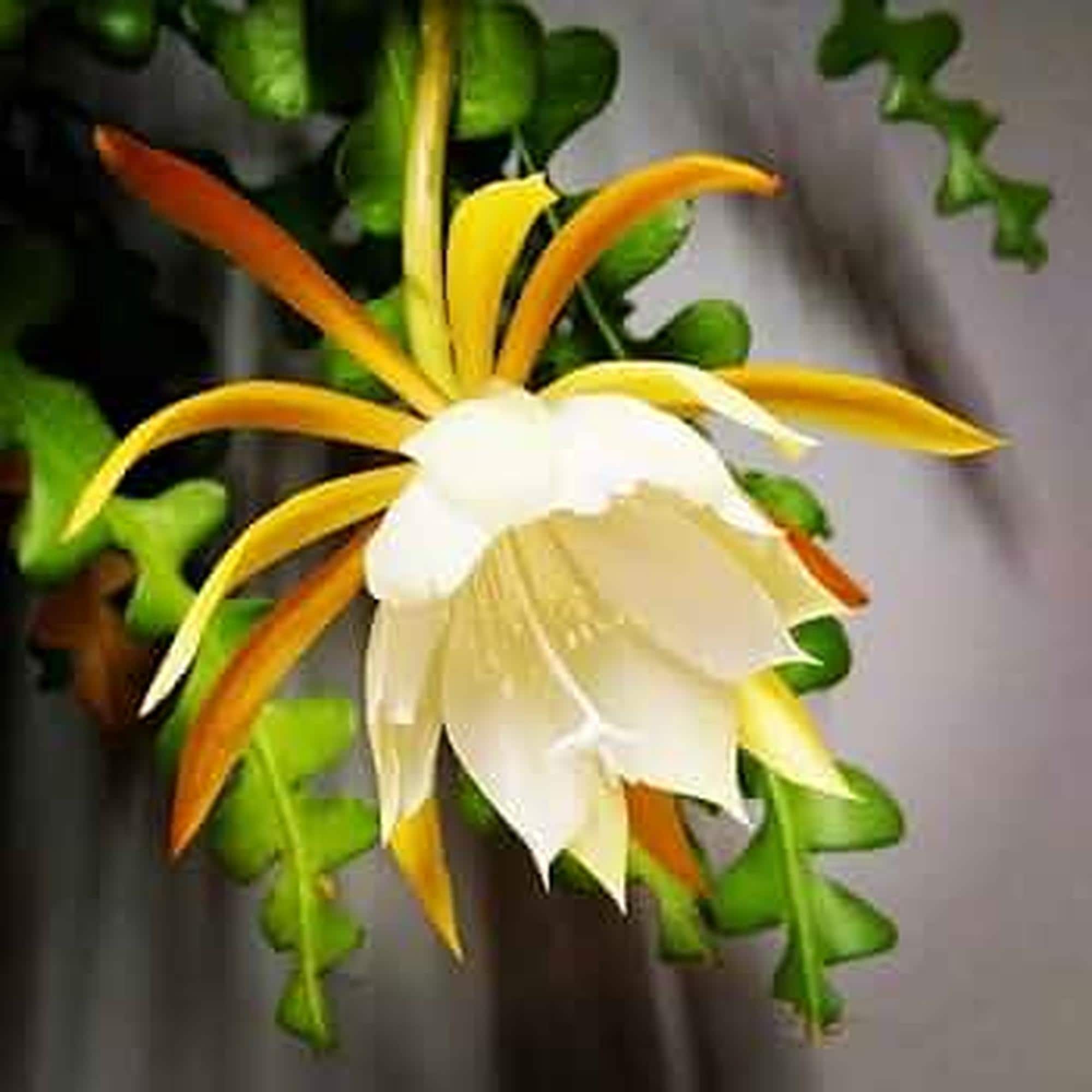 calathea mini Calathea makoyana 'Mini Mak'