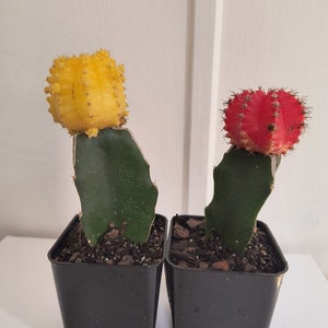 Può includere: Due piccole piante di cactus in vasi neri. Il cactus a sinistra ha un fiore giallo e il cactus a destra ha un fiore rosso.