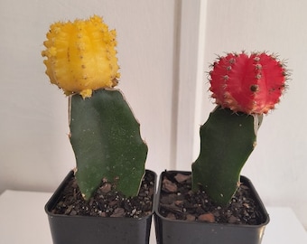Veredelter Mond Kaktus Rot | 3,5 Zoll | Gymnocalycium Mihanovichii |  Lebender Kaktus | Kleiner Kaktus | Zimmerpflanze | Sukkulente |  Zimmerpflanze - Etsy.de