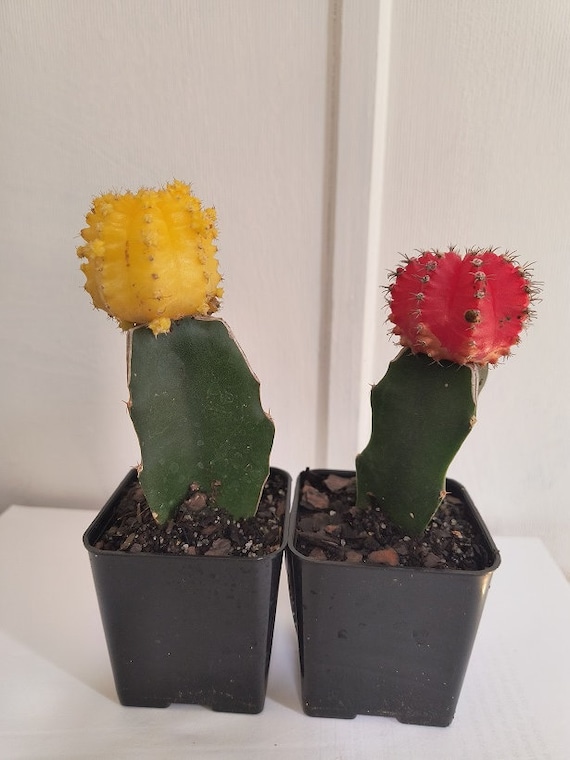 Lebender Kaktus im Topf Gelb oder Rot Gymnocalycium Mihanovichii Graft  Cactus " - Etsy.de