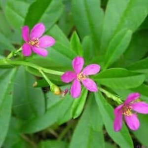 Waterleaf / Surinam Spinach African Spinach/ Talinum fruticosum size 6-12 Inch