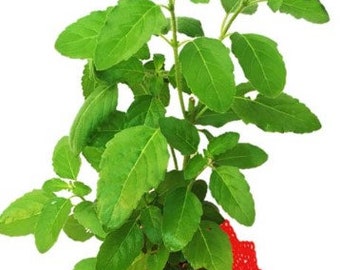 Organic Tulasi Live Plant Holy Basil / Rama Tulasi or Green Tulasi(1ft)- No Shipping to CA