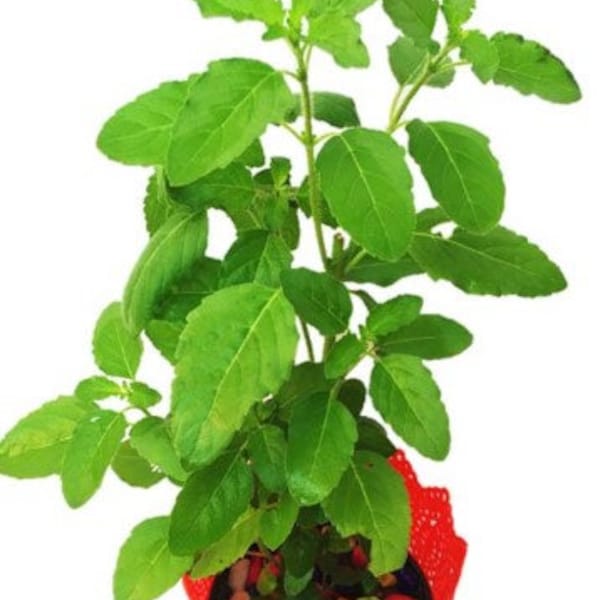 Tulasi Live Plant Holy Basil / Rama Tulasi or Green Tulasi(8-12)- No Shipping to CA