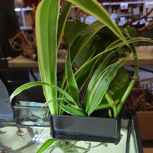Hanging aquarium planter - aquarium plant