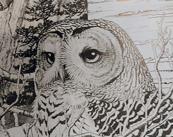 David Knott Signierte Limited Edition Streifenkauz Print 441/1000 Wildlife Art 17x21