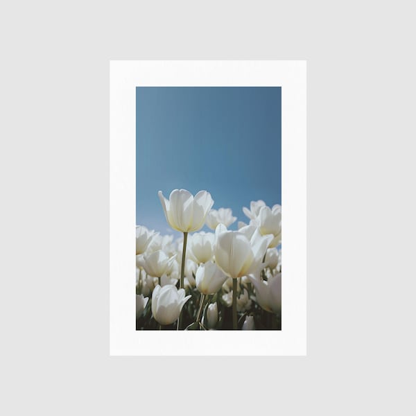 FLOWERS IN SUMMER 04 | Floral Photograph Print | White Tulips | 35mm Film | Digital Download