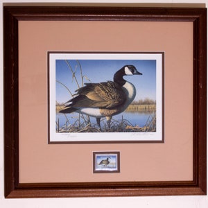 May include: Framed print of a Canada goose standing near a body of water. The goose has black, white, and brown feathers. A smaller framed stamp of a goose is below the print. The frame is dark brown.