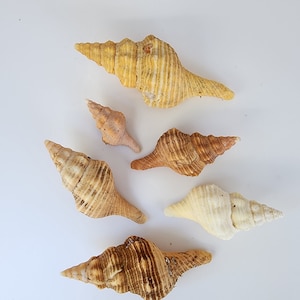 南西フロリダ、サニベル、キャプティバ、マルコ島産のホースコンク小/中（5）