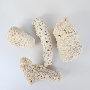 南西フロリダ、サニベル、キャプティバ、マルコ島産のコーラル（5）