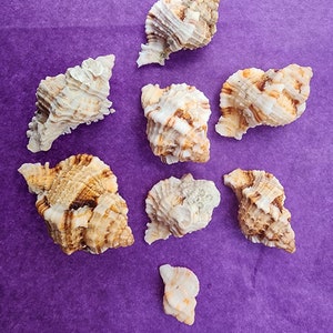 Confezioni assortite di conchiglie Murex da SWFL, Florida, Sanibel, Captiva, Marco Island