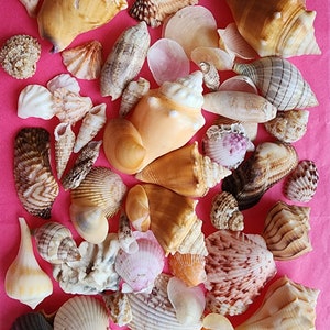 Conchiglie di varietà da 1 libbra da SWFL, Florida, Sanibel, Captiva, Marco Island, conchiglie per artigianato, eventi o decorazioni