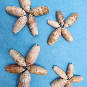 Gusci di oliva dalla Florida. Utili per decorazioni, decorazioni per la casa, decorazioni per matrimoni e feste, eventi a tema oceano/mare/nautica, artigianato e altro ancora
