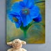 Blue Poppy Art Print: Botanical Flower Wall Decor, - Etsy