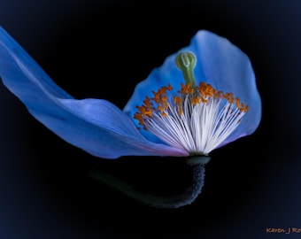 Impressão em tela de papoula azul do Himalaia: arte de parede com fotografia de flores botânicas