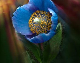 Peut inclure: Une seule fleur de pavot bleu avec un centre jaune est en focus. La fleur est en pleine floraison et a une apparence douce et délicate. L'arrière-plan est flou et hors focus.