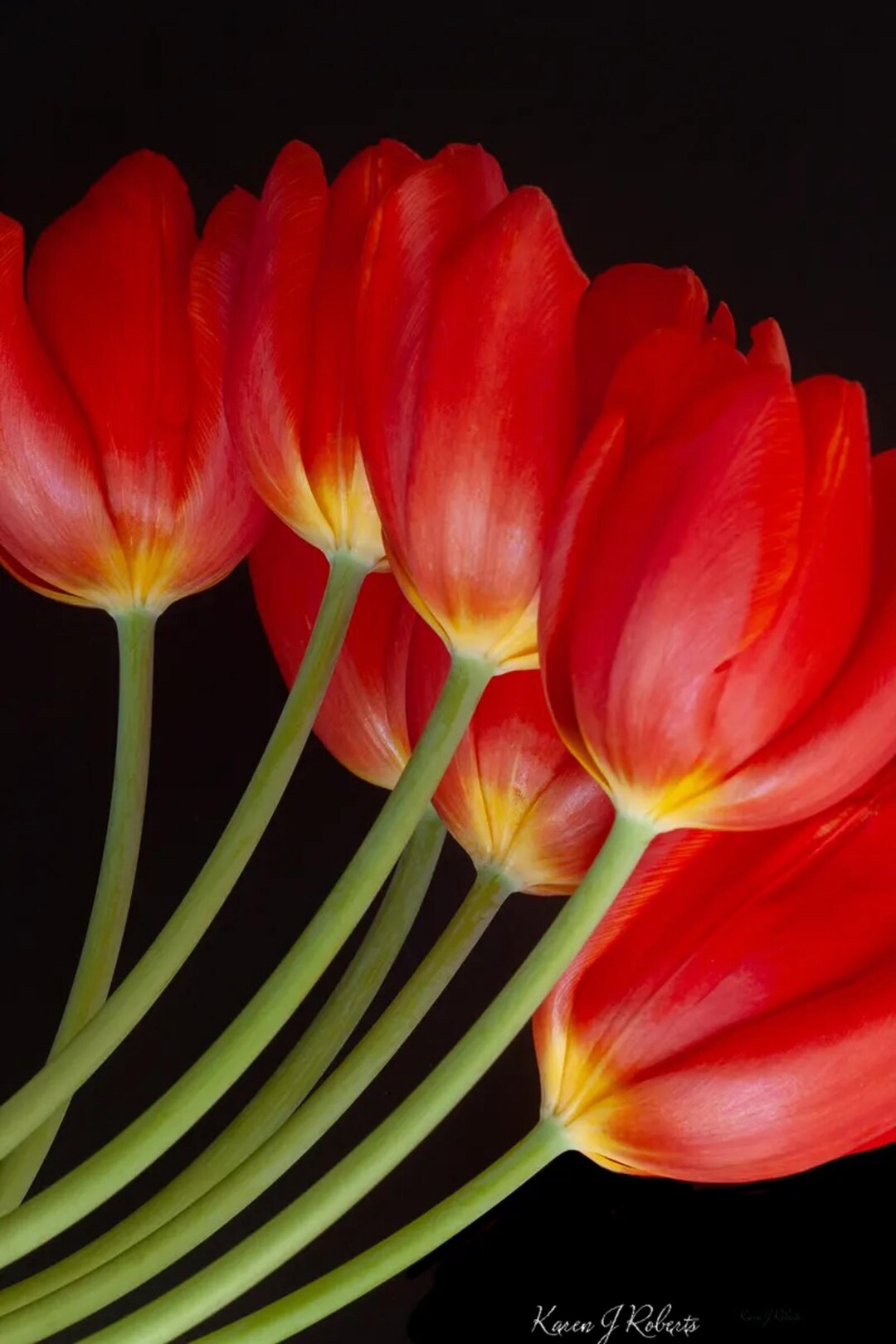 Tulips Canvas Print: Vibrant Floral Wall Art, Bold Print, Red Flower - Etsy