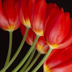 チューリップウォールアートキャンバスプリント - 鮮やかな赤い花の植物装飾、エレガントなホームデコレーションのための大きな花の絵画