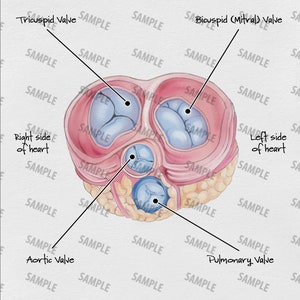 Anterior View of Heart Valves Digital Download, Letter Sized