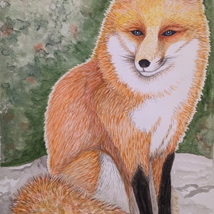 Red Fox Original