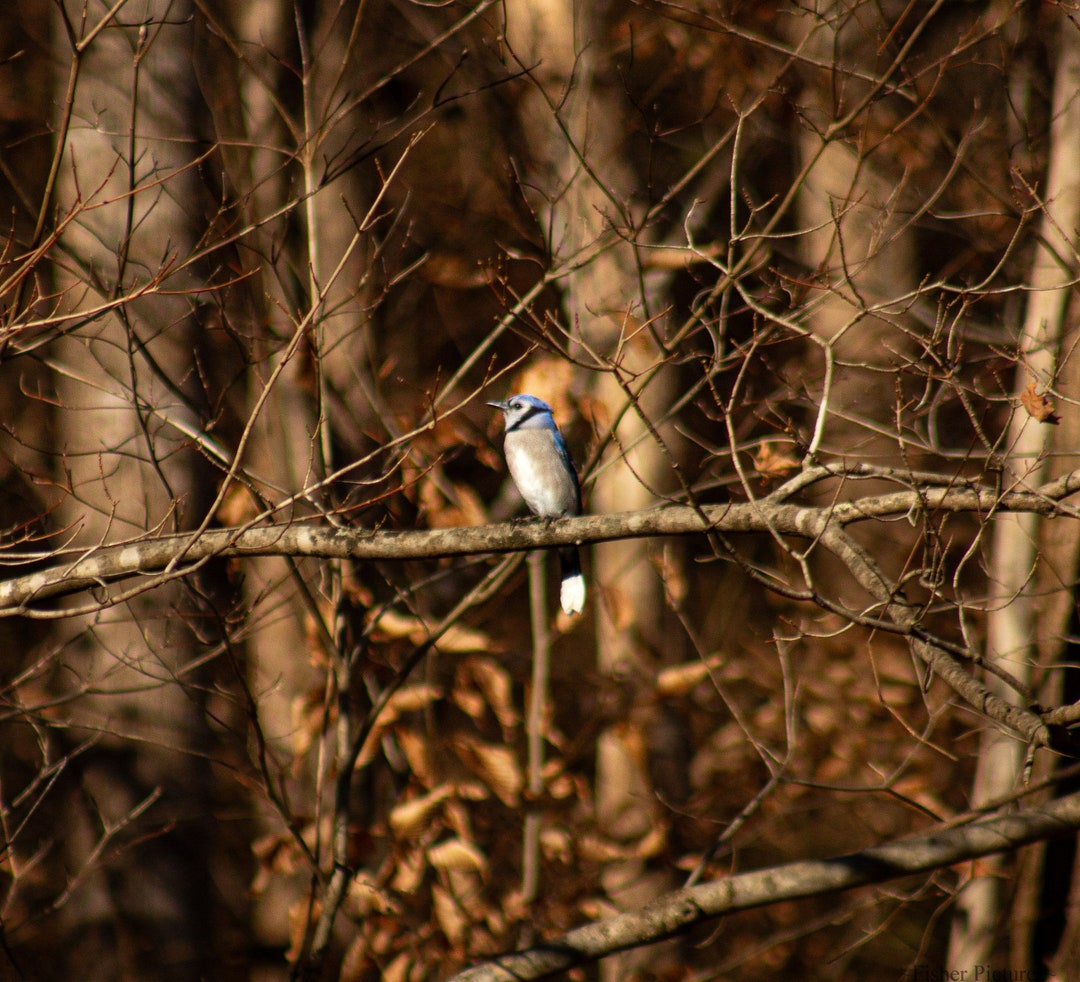 A Cute Blue Jay on a Warm Winter Day - Etsy