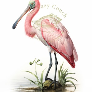 White and Pink colored Spoonbill Art, Spoonbill Print, Instant Download, Coastal Bird Print, Everglades Birds, Florida birds art, Beach art