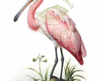 White and Pink colored Spoonbill Art, Spoonbill Print, Instant Download, Coastal Bird Print, Everglades Birds, Florida birds art, Beach art