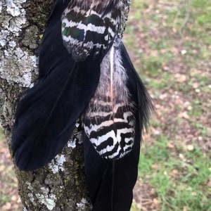 50 plumas de pavo real teñidas de 40 a 45 pulgadas para decoración del  hogar de Halloween, jarrones de novia, centros de mesa (negro)