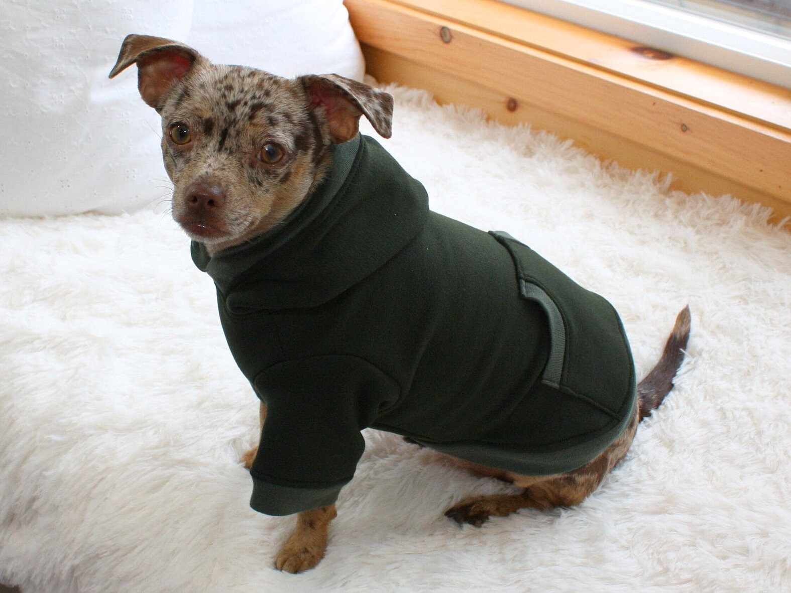 Personalized Dark Green Dog Hoodie, Embroidered with Pet's Name or Plain, Pet Sweatshirt with Optional Leash Opening, Small Dog Clothing