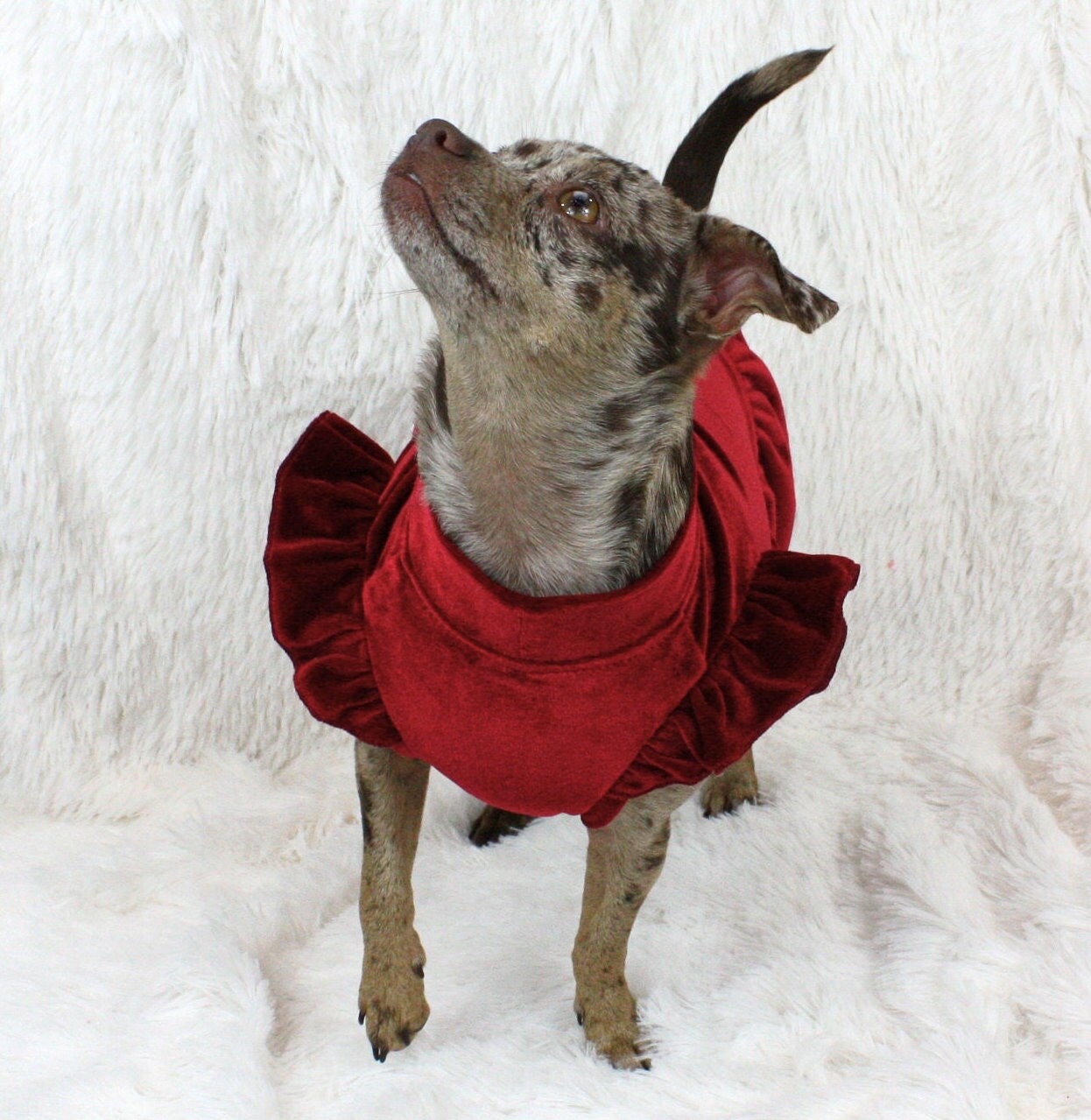 Red Velvet Dog Dress Canada