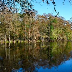 Árboles de otoño reflexionando sobre la impresión de bellas artes del río Santa Fe