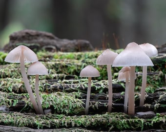 May include: A cluster of small, pale pink mushrooms growing on a mossy log in a woodland setting. The mushrooms have delicate, white stems and caps.