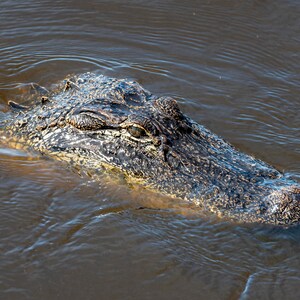 Alligator Fine Art Print
