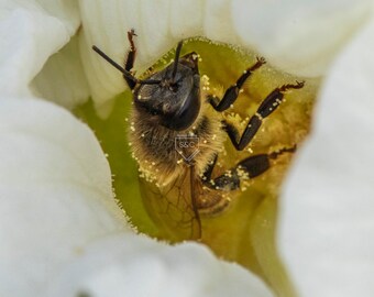 HoneyBee in flower Macro Fine Art Print