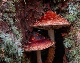 May include: Two red and brown mushrooms growing inside a tree trunk with green moss surrounding them. The mushrooms have white stems and are in focus. The text "Home Plate S&C Photography" is visible in the image.