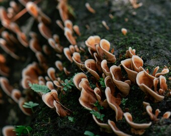 May include: A close-up of a cluster of small, brown mushrooms growing on a mossy log. The mushrooms are arranged in a fan shape, with the largest ones at the bottom and the smallest ones at the top.