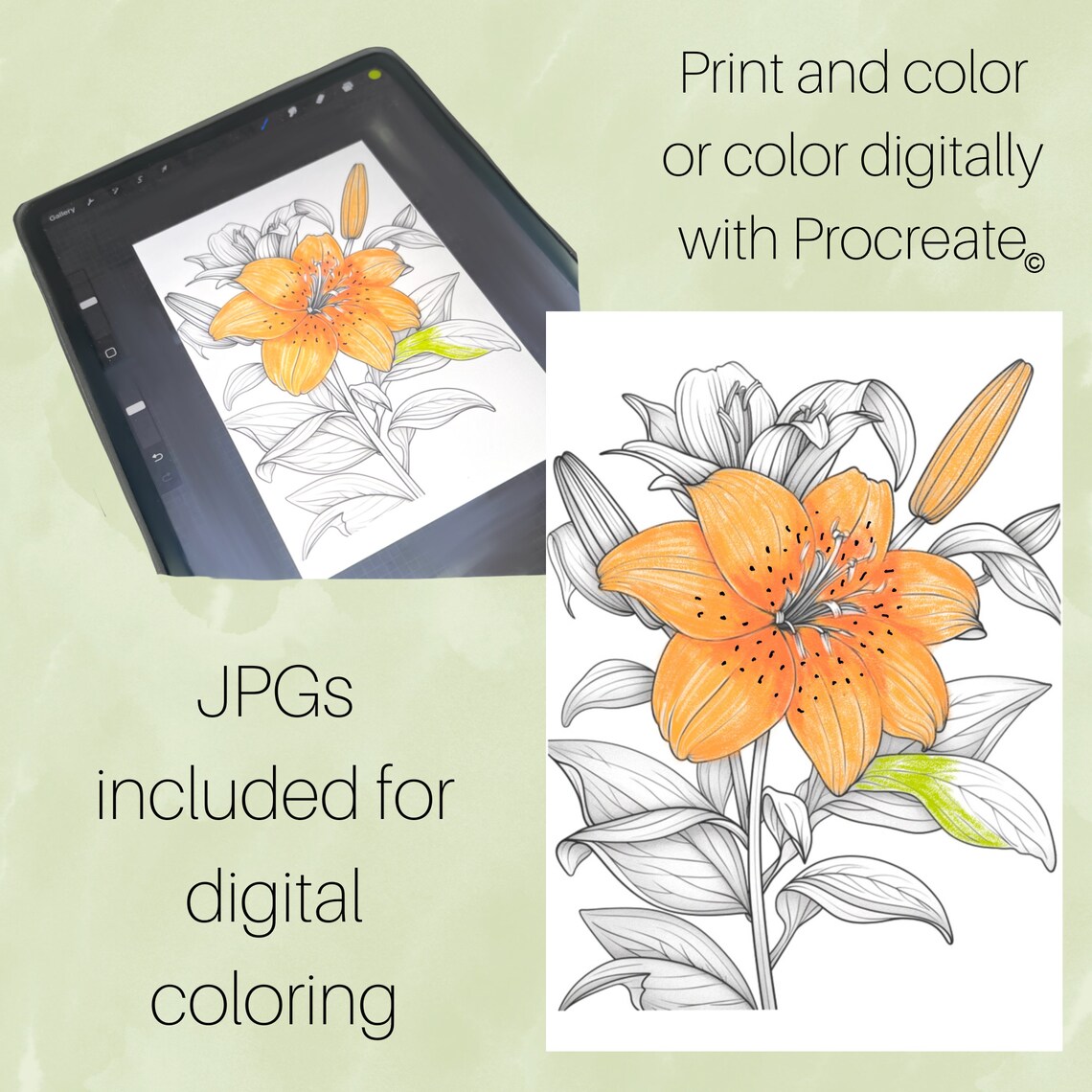 Lily Flower Coloring Book 20 Lillies Coloring Pages Instant Download ...