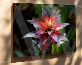 May include: A canvas print of a bromeliad flower, displaying a star-shaped bloom with red, purple, and white petals, and a yellow centre. The artwork is set against a dark green background, creating a striking contrast.