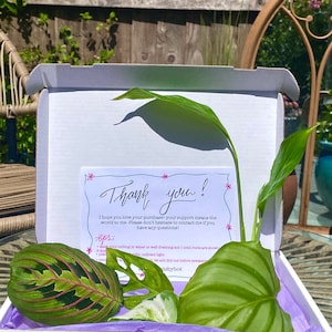 House plant mystery bundle (3 plants)