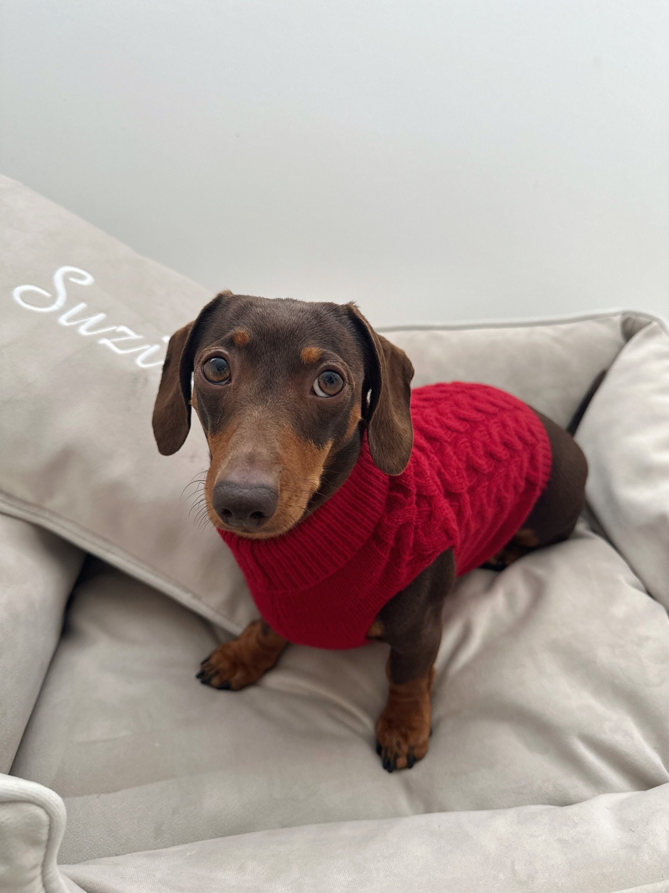 Burgundy Dog Sweater Etsy UK