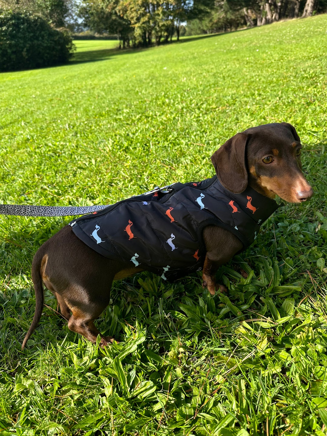 Sausage Dog Gilet Black Dog Body Warmer Dog Jacket Pet Etsy