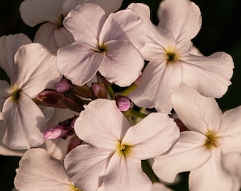 Fotografie Fine Art Print 01