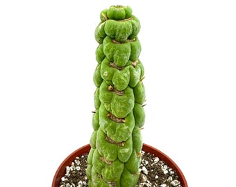 Extra Rare Unicorn Cactus-Eulychnia Castanea Spiralis, Columnar Monstrous Crested Form Drought Tolerant, Easy to Grow for Indoor/Outdoor.