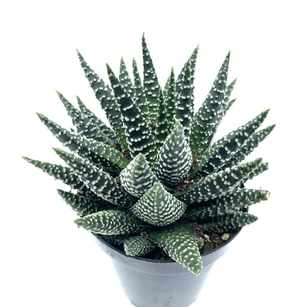 4" Live Plant Cactus Succulent-Haworthia Zebra Plant-Fully Rooted, Hardy Drought Tolerate, Easy to Grow and Care Indoor/Outdoor, Home Decor.