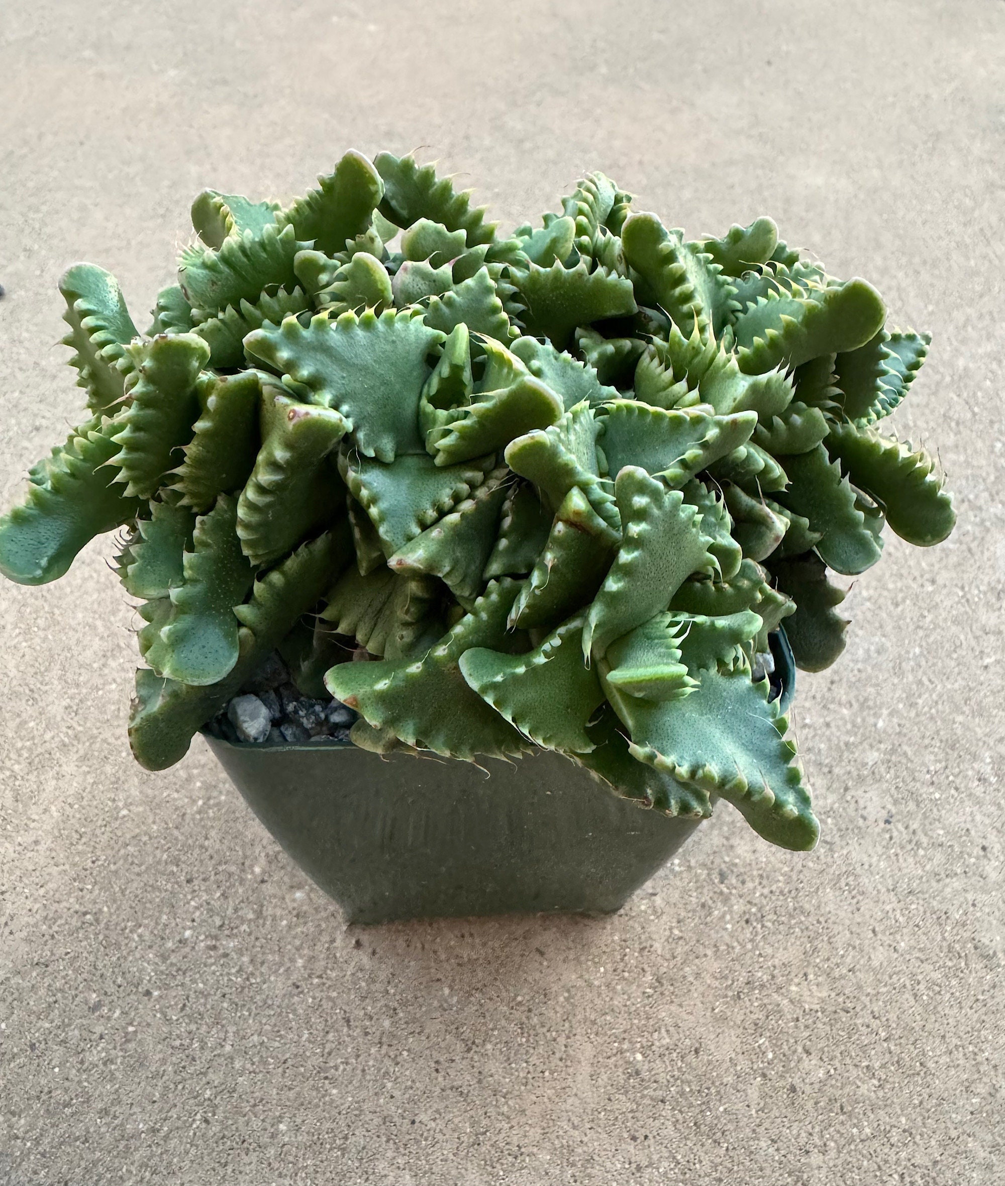 Tiger's Jaw Succulent Live Plant-faucaria Tigrina. Hardy Drought Tolerant,  Easy to Grow Indoor/outdoor. Pet Friendly, Low Maintenance. - Etsy