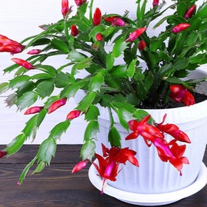 May include: A vibrant Christmas cactus in a white pot. The plant features bright green segmented stems and numerous red flowers in full bloom. The pot sits on a dark wooden surface, with a white wall in the background.