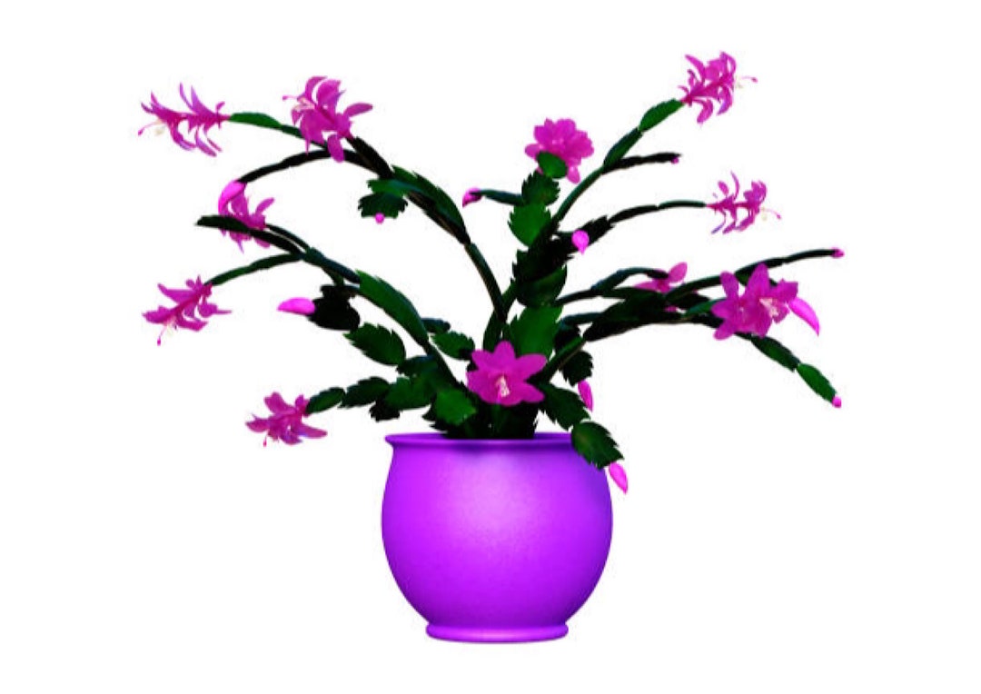 2 Purple Christmas Cactus Live Plantzygo Cactus Schlumbergera, Easy to